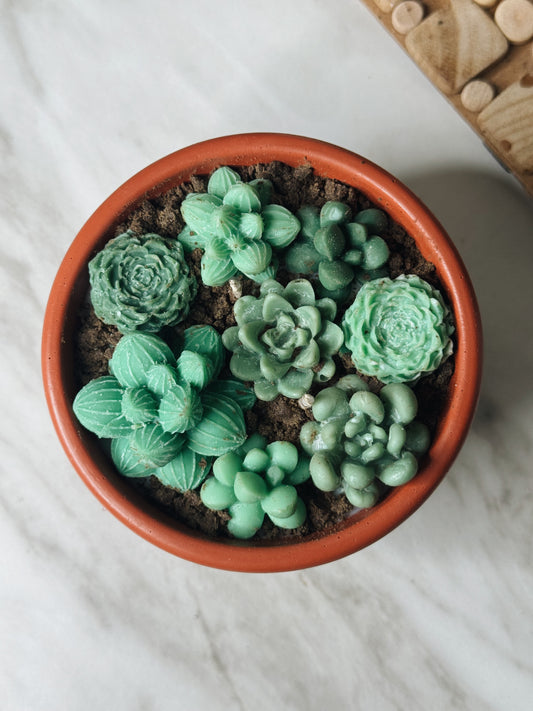 Soy wax candle “Succulents”