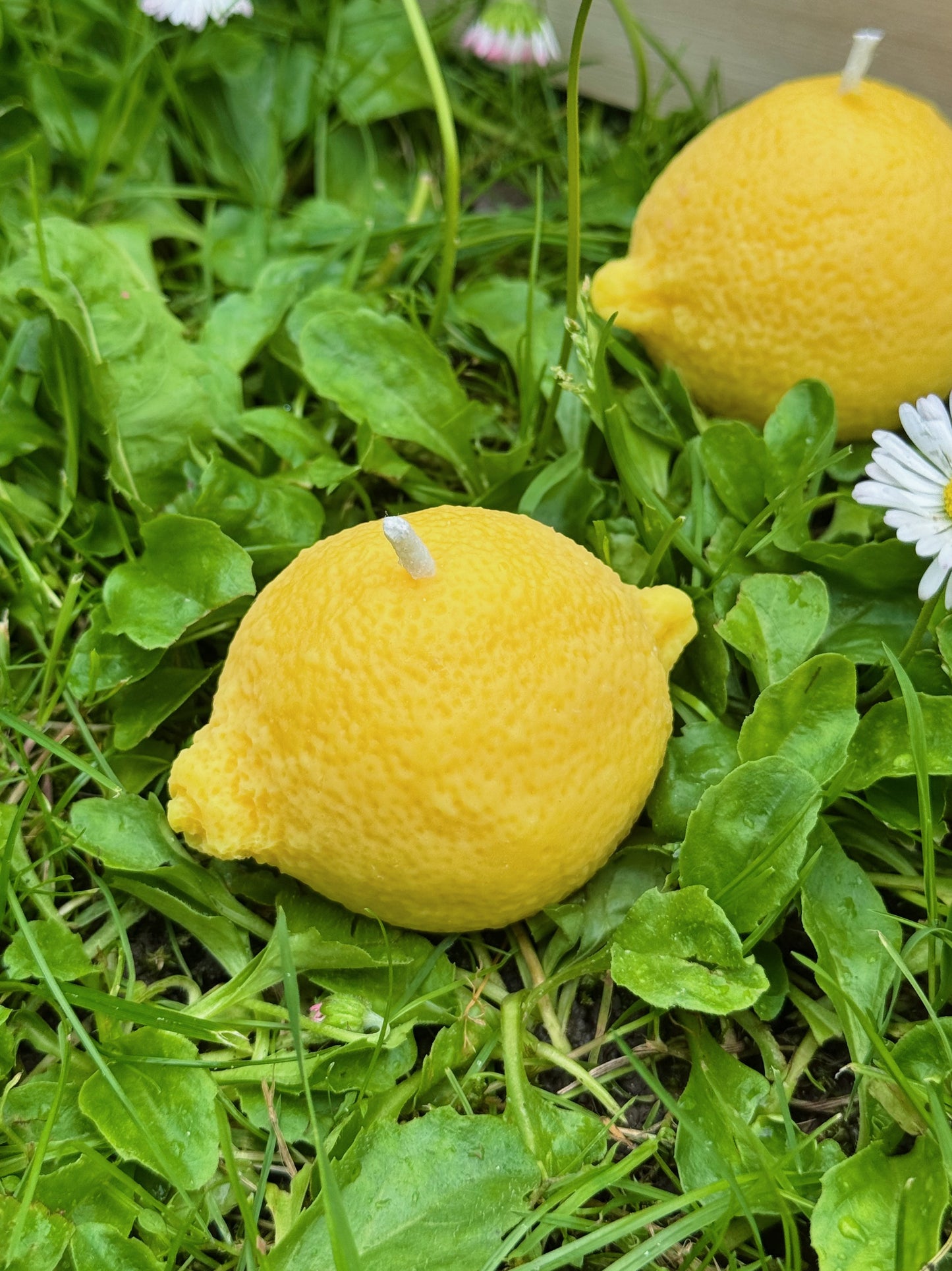 Sojas vaska svece “Citrons”
