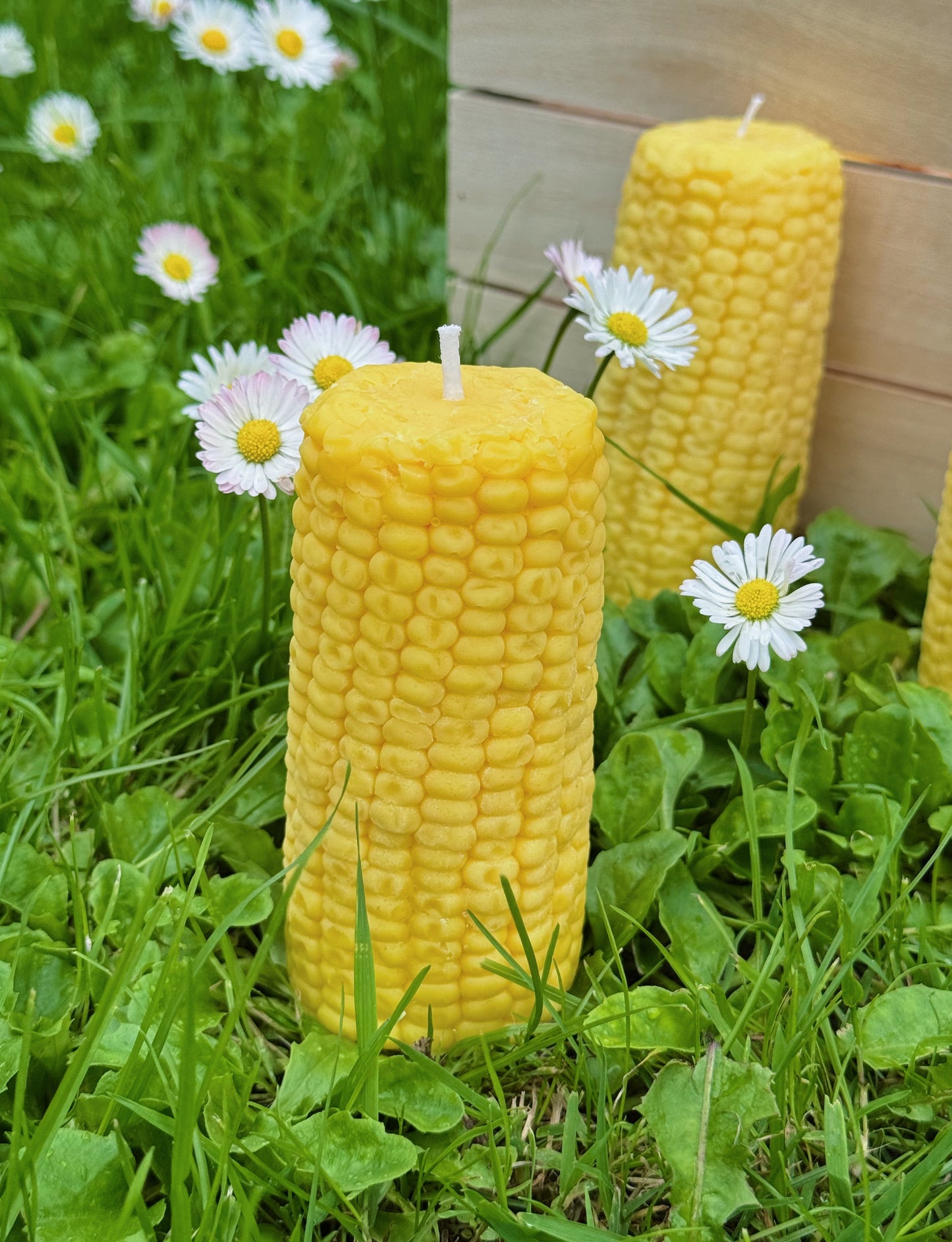 Rapšu vaska svece “Kukurūza”